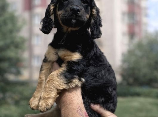Özel Olmak Isteyenler Için Blacktan Cavalier King Charles görsel