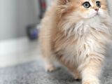 Scrli Dişi British Longhair