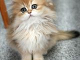 Scrli Dişi British Longhair