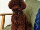 Ücretsiz acil yuva aranıyor toy Poodle dişi açıklamayı okuyunuz