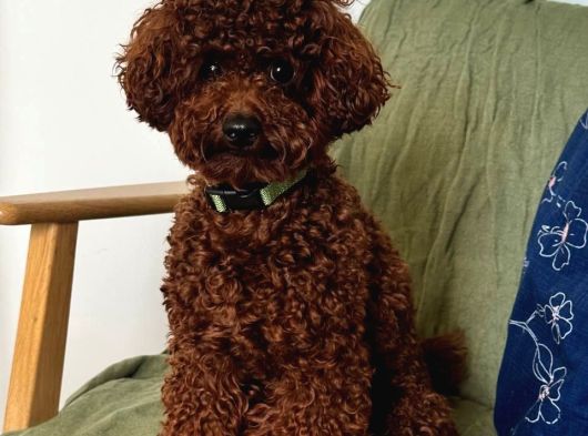 Ücretsiz acil yuva aranıyor toy Poodle dişi açıklamayı okuyunuz