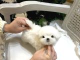 MALTESE TERRİER XS TEACUP SON YAVRUM