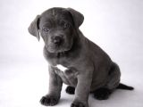 Dev Gibi Harika Anatomi Cane Corso Yavrular