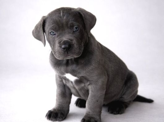 Dev Gibi Harika Anatomi Cane Corso Yavrular görsel