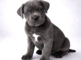 Dev Gibi Harika Anatomi Cane Corso Yavrular