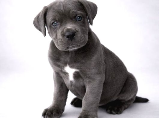 Dev Gibi Harika Anatomi Cane Corso Yavrular