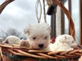 Teacup Maltes Yavrularimiz