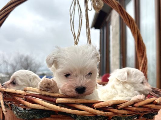 Teacup Maltes Yavrularimiz görsel
