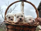 Teacup Maltes Yavrularimiz