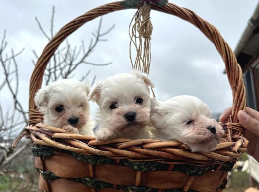 Teacup Maltes Yavrularimiz görsel