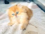 Scrli Dişi British Longhair