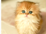 Scrli Dişi British Longhair
