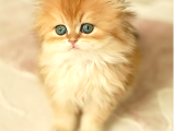 Scrli Dişi British Longhair