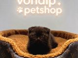 VONALP PETDEN EFSANE GÜZELLİKTE CHOCOLATE SCOTTİSH FOLD
