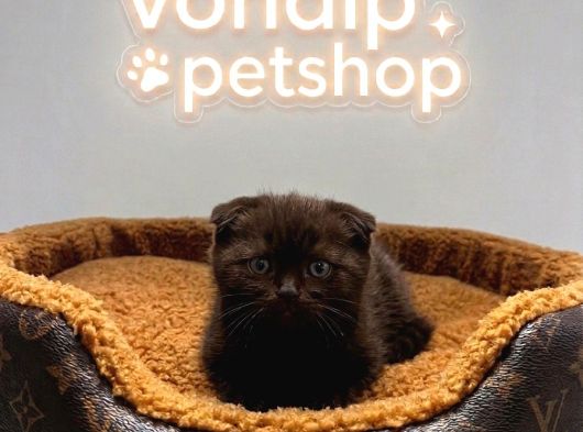 Vonalp Petden Efsane Güzelli̇kte Chocolate Scotti̇sh Fold