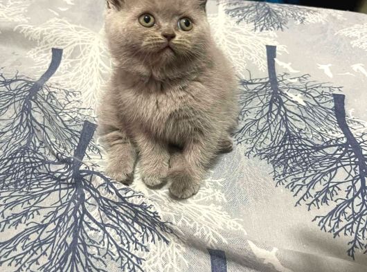 Birbirinden Güzel A Kalite Yavrularımız Teslime Hazır görsel