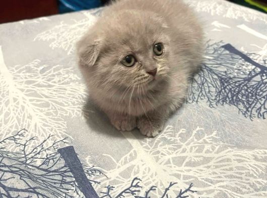 Birbirinden Güzel A Kalite Yavrularımız Teslime Hazır
