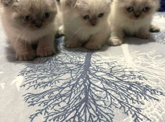 Birbirinden Güzel A Kalite Yavrularımız Teslime Hazır görsel