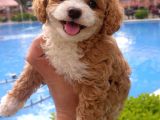 Özel Renk F2 Maltipoo Yavruları