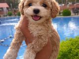 Özel renk F2 maltipoo yavruları