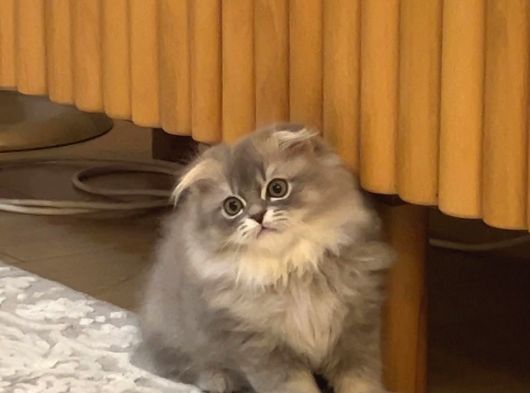 British Golden Tabby Longhair görsel