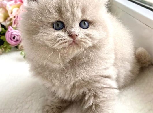 İpeksi Tüylü Lilac British Longhair