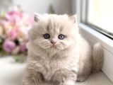 İpeksi Tüylü Lilac British Longhair