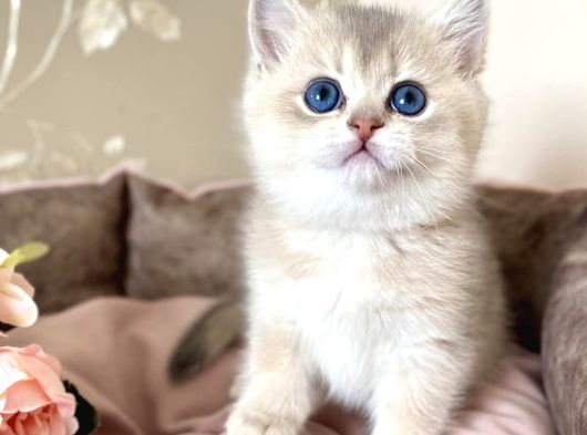 Özel Tüyleriyle AY Golden British Shorthair
