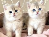 Özel Tüyleriyle Ay Golden British Shorthair
