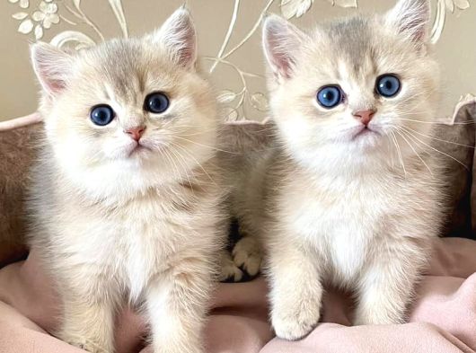 Özel Tüyleriyle Ay Golden British Shorthair görsel