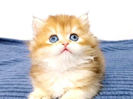 British Longhair Ny11 Erkek