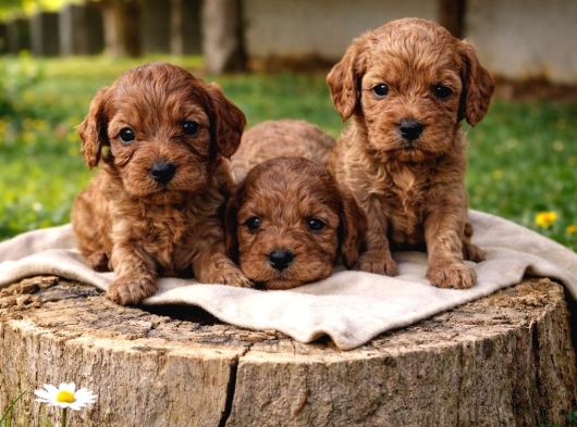 Sevgiyle Büyütülmüş Cavapoo Yavrular görsel