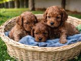 Sevgiyle Büyütülmüş Cavapoo Yavrular