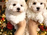 Bichon Frise Yavrularımız