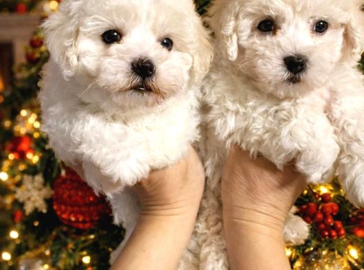 Bichon Frise Yavrularımız görsel