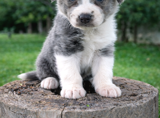 Safkan Border Collie Yavruları görsel