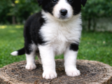 Safkan Border Collie Yavruları