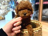 Safkan olmasına önem verenlere özel garantili Toy poodle