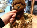 Safkan Olmasına Önem Verenlere Özel Garantili Toy Poodle