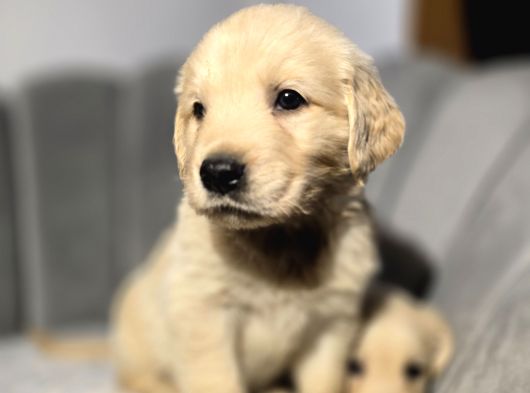 Tarçın Ve Krem Renk Golden Bebekler