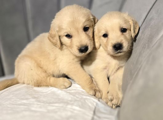 Tarçın Ve Krem Renk Golden Bebekler görsel