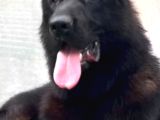 Soi̇ld Black Ve Klasi̇k Safkan Alman Kurdu Yavrular