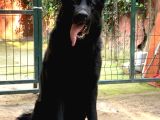 SOİLD BLACK VE KLASİK SAFKAN ALMAN KURDU YAVRULAR