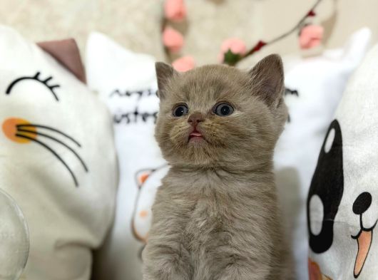 Safkan Lilac Yavruları Yeni Sahibini Arıyor görsel