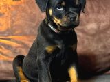 A Şecereye Sahip Rottweiler Yavrularim