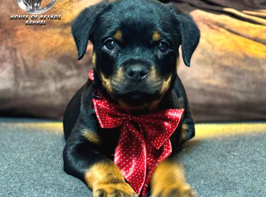 A Şecereye Sahip Rottweiler Yavrularim görsel