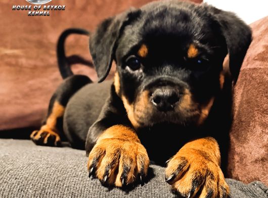 A Şecereye Sahip Rottweiler Yavrularim