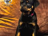 A Şecereye Sahip Rottweiler Yavrularim