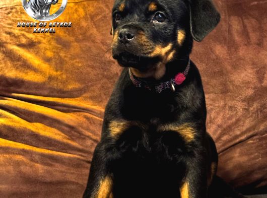 A Şecereye Sahip Rottweiler Yavrularim görsel