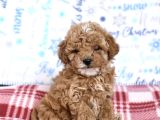 KAHVE TONLU MALTİPOO CİNSİ YAVRULAR